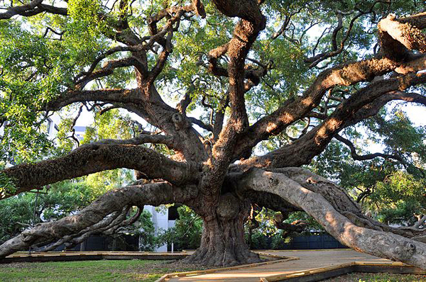 The Treaty Oak tree